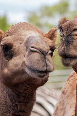 New Braunfels, Texas